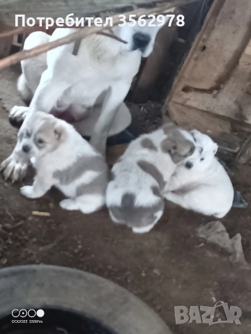 кученца кръстоска между каракачанка и алабай , снимка 14 - Други - 52578998