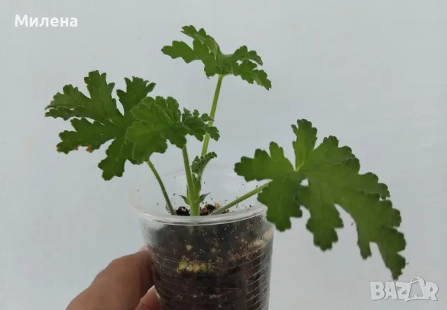 Седум Палмери, снимка 11 - Градински цветя и растения - 49446517