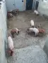 Свободни малки прасенца , снимка 9