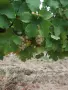 Гроздe Мускат Отонeл 🍇 , снимка 3