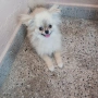 Продавам женски Пекинез на една годинка, снимка 3