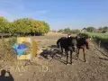 Парцел в село Плодовитово, обл. Стара Загора, снимка 2
