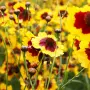 Coreopsis SunKiss (Кореопсис слънчева целувка), снимка 1