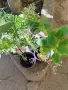 Продавам комплект , снимка 1
