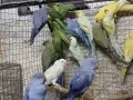 продвам малки алксандри, снимка 3
