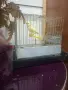  ПРОДАВА СЕ КАНАР МЪЖКИ!, снимка 7