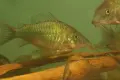 Сомче коридорас, зелен коридорас, brochis splendens, снимка 2