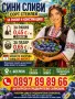 Продавам сини сливи стенлей, снимка 4