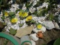 Студоустойчиви кактуси Опунция (Бодлива круша) подходящи за Вашата красива градина, снимка 14