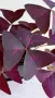 Оксалис/ Oxalis Triangularis /, снимка 3