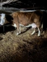 Продавам Крави за Клане, снимка 2