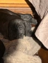Кане Корсо / Cane Corso, снимка 12