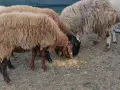 овце, кочове, кози , снимка 3