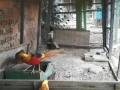 Яйца от червено златни фазани, снимка 2