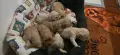Чистокръвни Кокер шпаньол , снимка 2