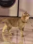 мъжки котарак шотлански, снимка 4