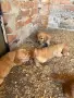 Продавам кученца Кокер шпаньол, снимка 3