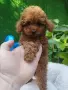 Той Пудел Poodle toy , снимка 6