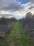  Парцел 2320 м2 - отличен за лозе/градина/пчелин, до път Дебър–Брягово, снимка 4