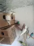  Продавам корели и вълнисти папагали , снимка 3