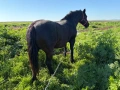 Кобила кон коне, снимка 2