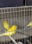 Продавам цветни канари, снимка 8