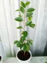 Аглаонема, Бенджамин и други стайни растения , снимка 7