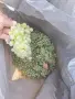 грозде Рекацители 0.70€, снимка 1