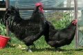 Оплодени яйца кокошки Австралорп, снимка 1 - Кокошки и пуйки - 31954205