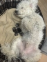 Търся женски пудел за разплод, снимка 2