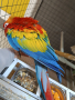  Сезонна разпродажба на папагали АРИ, снимка 4