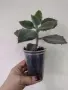 Каланхое, kalanchoe beharensis Fang, снимка 5