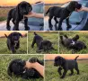  Кане Корсо Италиано, снимка 4