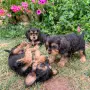 Кокер шпаньол бебета , снимка 2