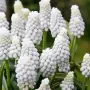Мускари / Кукувиче грозде, снимка 8