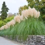 Кортадерия- Пампаска трева ПРИ ПОКУПКА НА 3 БРОЯ 1 БРОЙ ПОДАРЪК, снимка 3