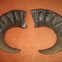 Рога от бик, рог, зъби от динозавър, акула, глави щука, вкаменелости, сепийна кост, снимка 5 - Други ценни предмети - 12885942