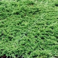 Juniperus Prince of Wales, Хвойна Принца на Уелс, снимка 1 - Градински цветя и растения - 39479127