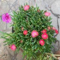 Продавам цветя Делосперма - розова, червена, жълта и бяла, снимка 18 - Разсади - 36552409