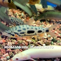 LEPORINUS NIJSSENI 12см, снимка 1 - Рибки - 42175535