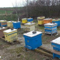 Продавам пчелни семейства:, снимка 4 - За селскостопански - 44295214