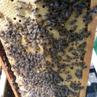 пчелни семейства и отводки, снимка 3 - Други животни - 24970936
