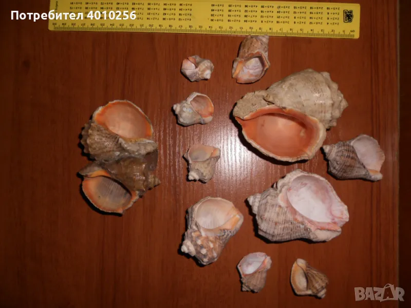 РАКОВИНИ - ПЕПЕЛНИЦИ, 11 БРОЯ ЗА 5 ЛЕВА!, снимка 1