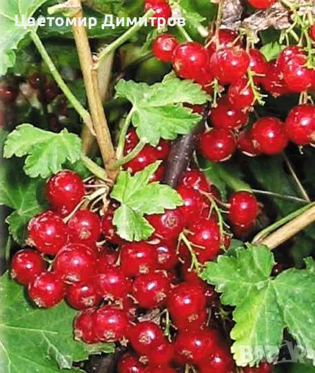 Червен касис (Ribes rubrum, Redcurrant), снимка 1
