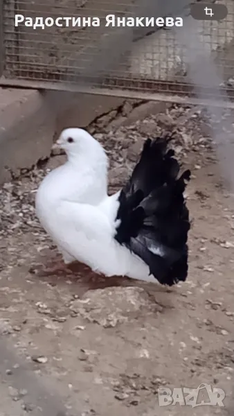 Продавам гълъби, снимка 1