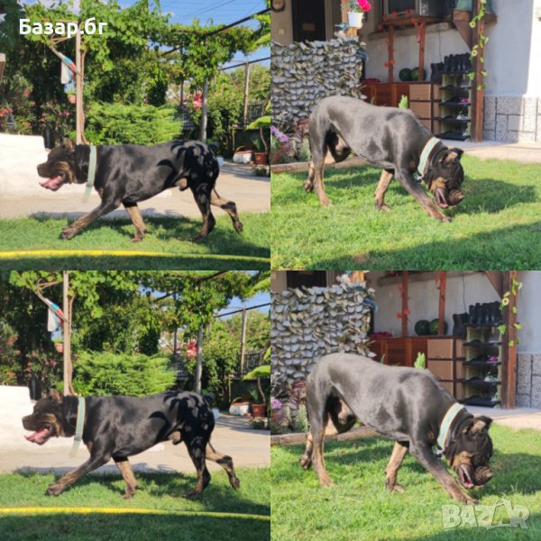 Кане Корсо за разплод , снимка 1