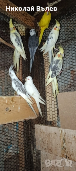 13 Корели, снимка 1