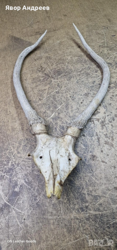 еленови рога, снимка 1