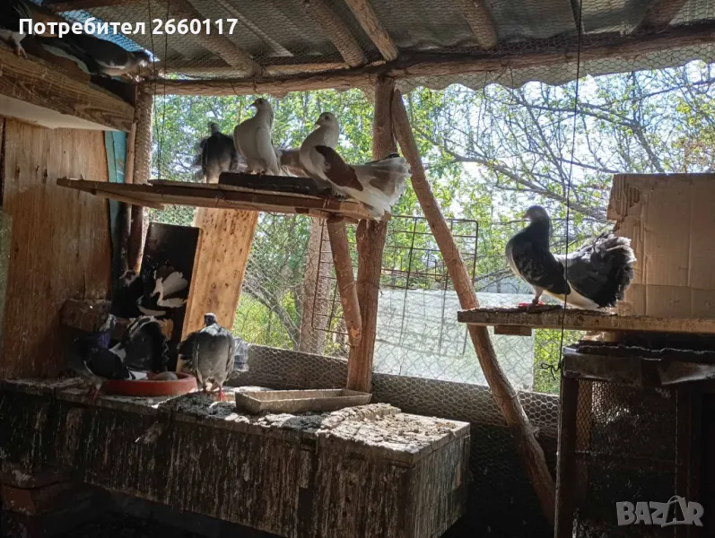 Гълъби фенерлии, снимка 1