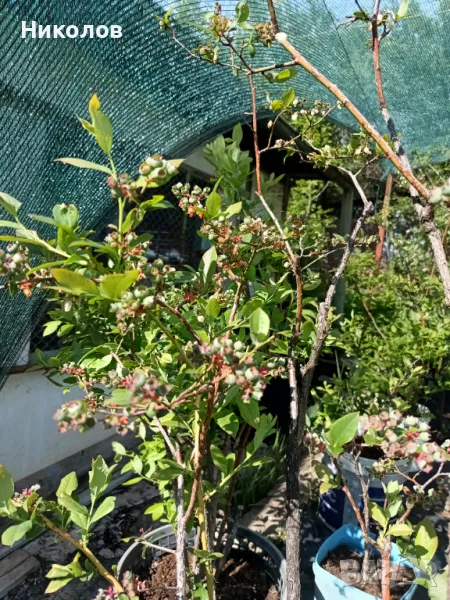 Американска боровинка , снимка 1